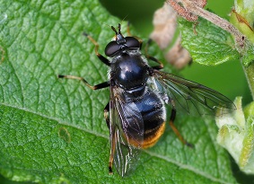 A pine hoverfly on a leaf