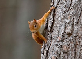 Red squirrel clinging to the side of a tree trunk