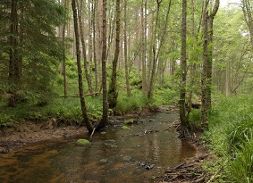 A small river with thick woodland either side