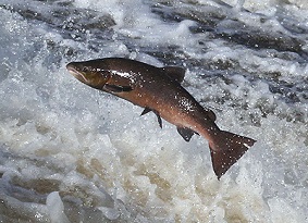A salmon leaping up a waterfall (taken by Walter Baxter, Geograph)