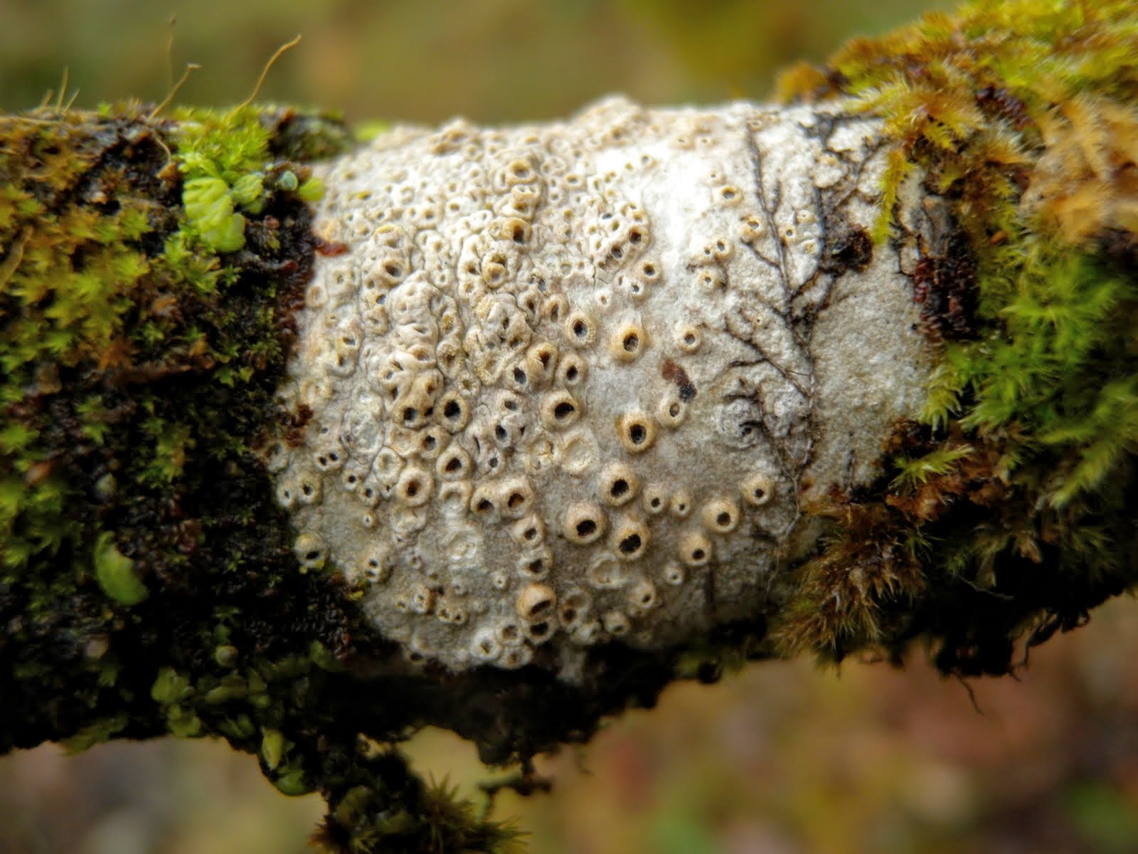 Thelotrema lepadinum on a mossy branch. 