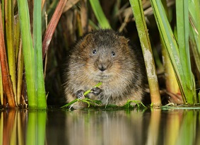 A water vole hiding on a grassy riverbank