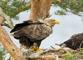 A white-tailed eagle standing in a nest