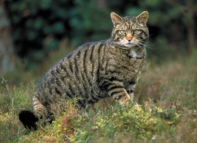 A wildcat walking across rough ground