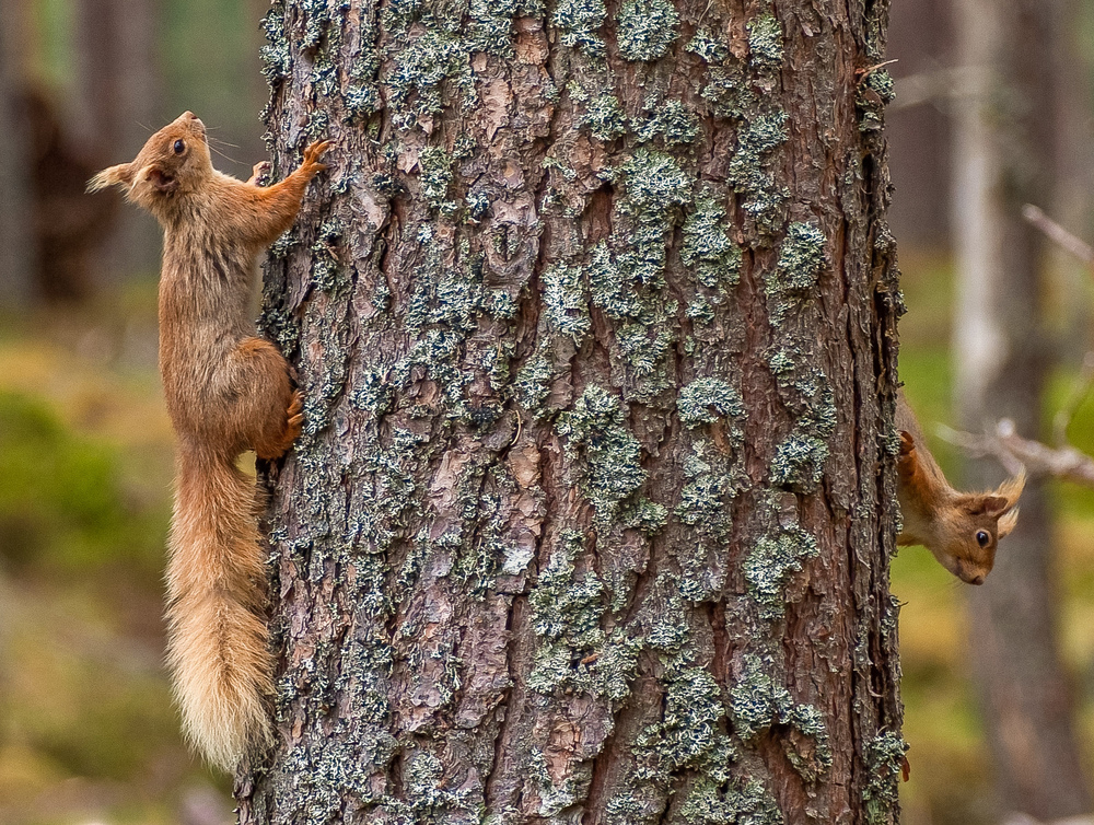 Red squirrel clinging to tree