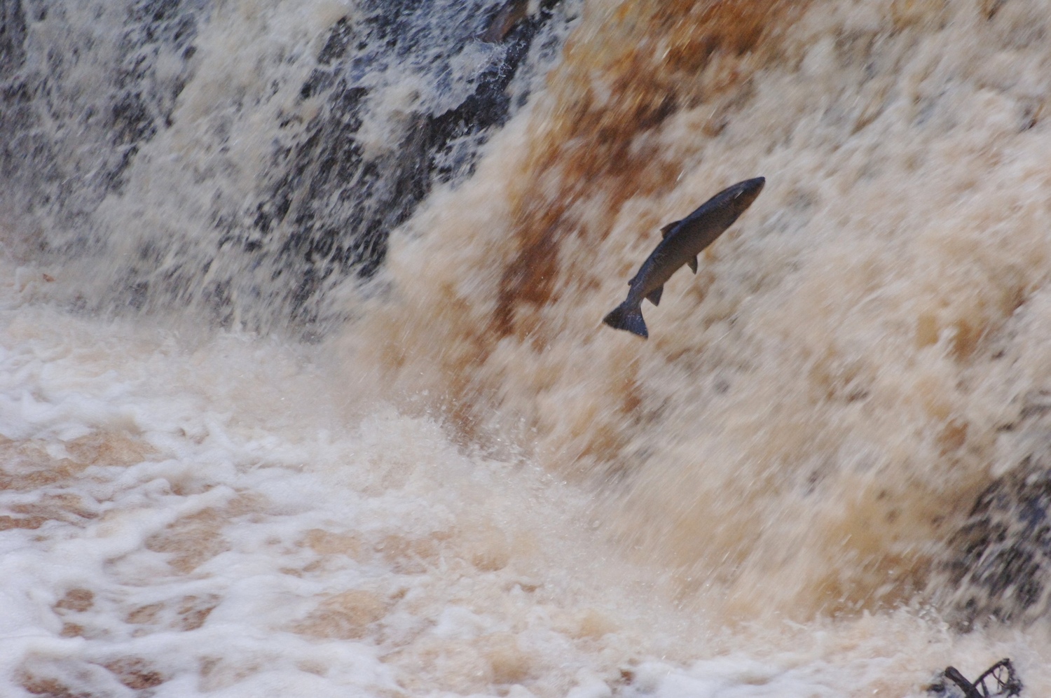 Salmon jumping up waterfall