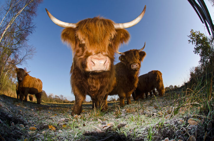 Highland cow staring towards the camera