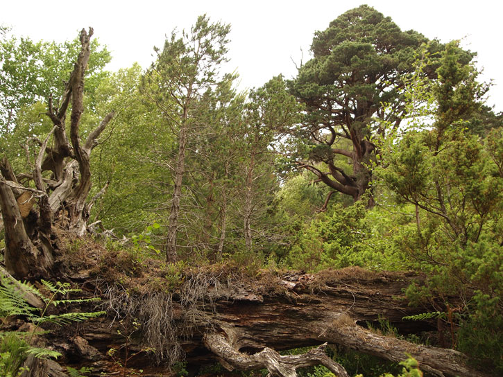 Large dead fallen Scots pine in Glenmore - by Richard Thompson