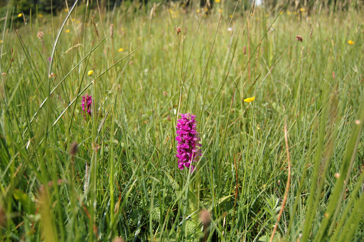 A pink northern marsh orchid surrounded by tall grass