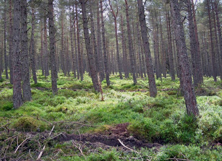 A Scots pine forest floor with blaeberry plants