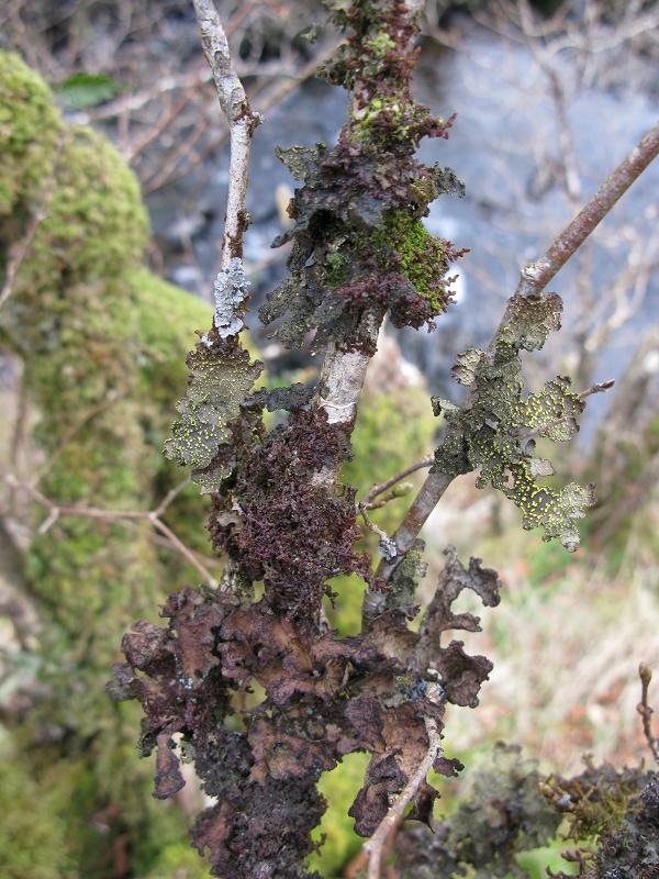 Lichen and mosses growing on a thin tree trunk