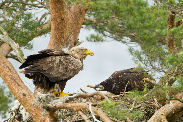 A white-tailed eagle and its chick in a nest