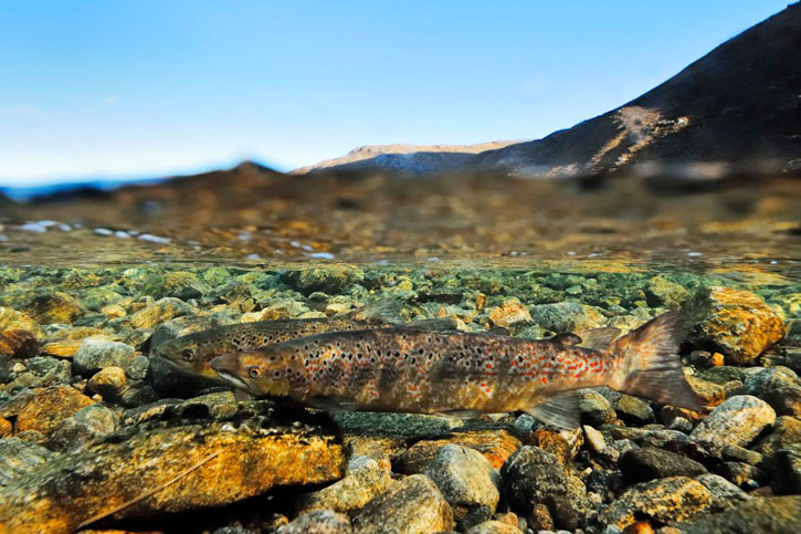 Two Atlantic salmon in a shallow river