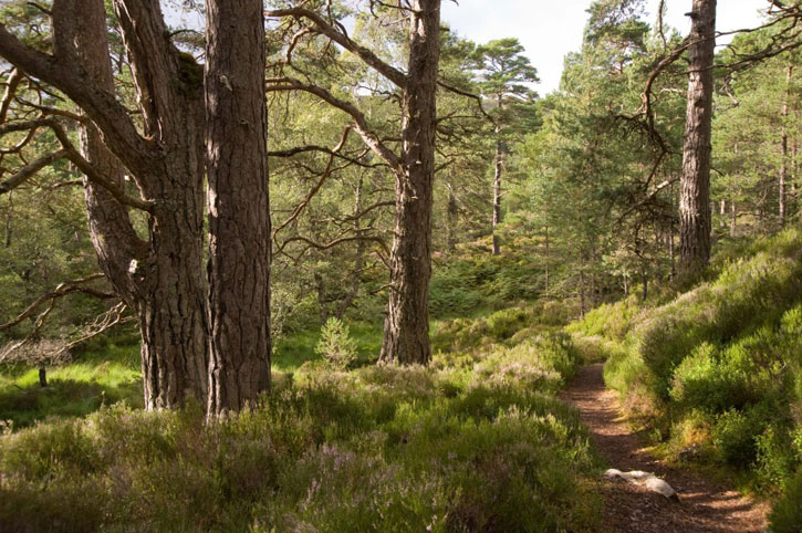 Caledonian pine forest