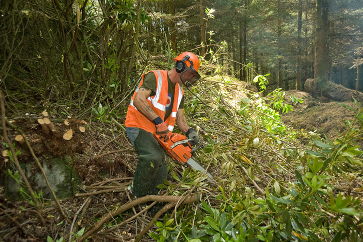 Man cutting a rhododendron bush with a chainsaw