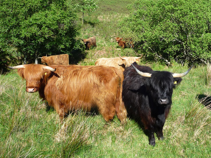 Red and black Highland cattle in a rough grassy field