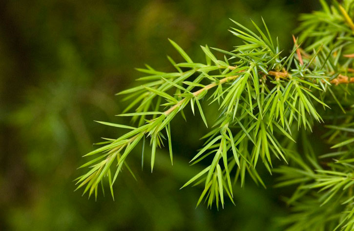 Close-up of juniper needles
