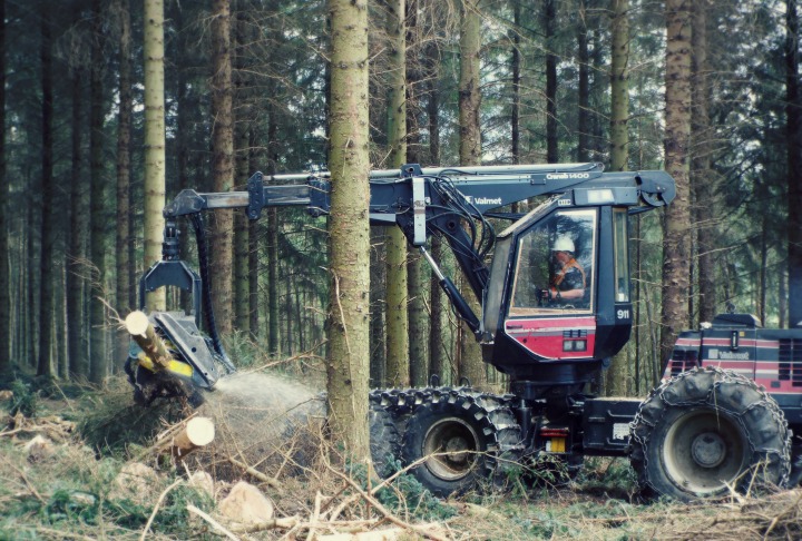 Man operating forest harvester in the process of cutting up a trees in the midst of other standing trees