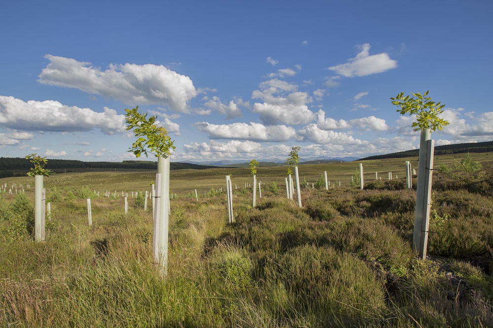 Young trees surrounded by plastic guard tubes to protect them as they grow