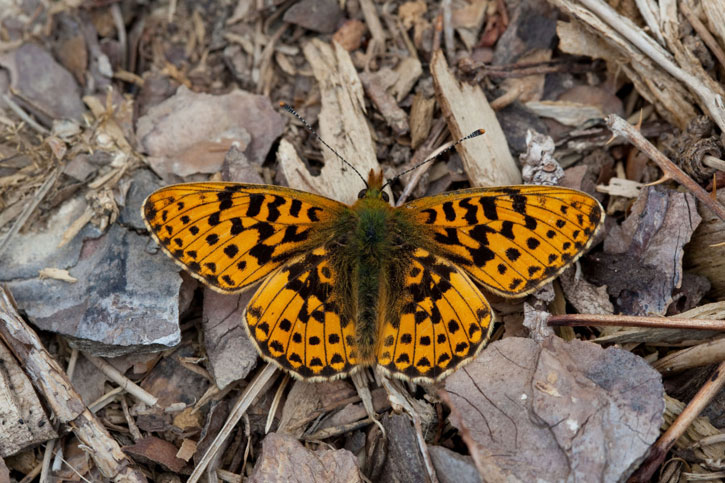 A pearl-bordered fritillary butterfly
