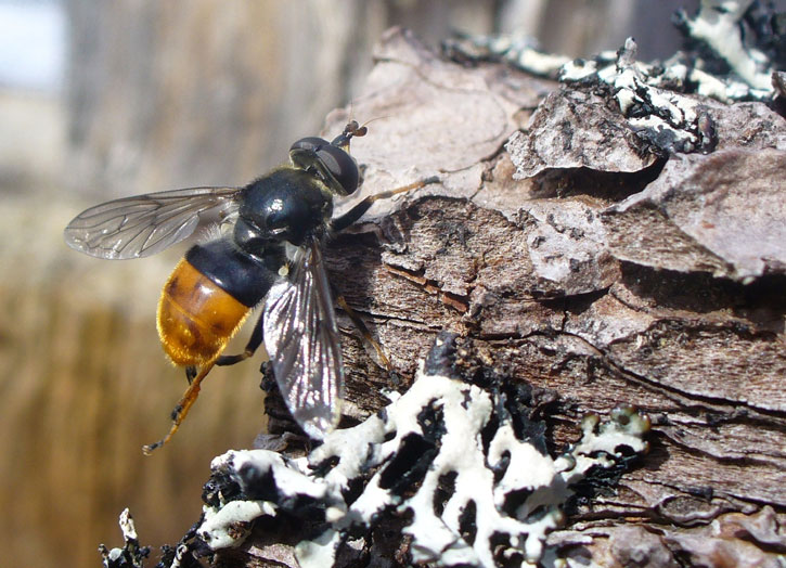 A pine hoverfly on a piece of bark