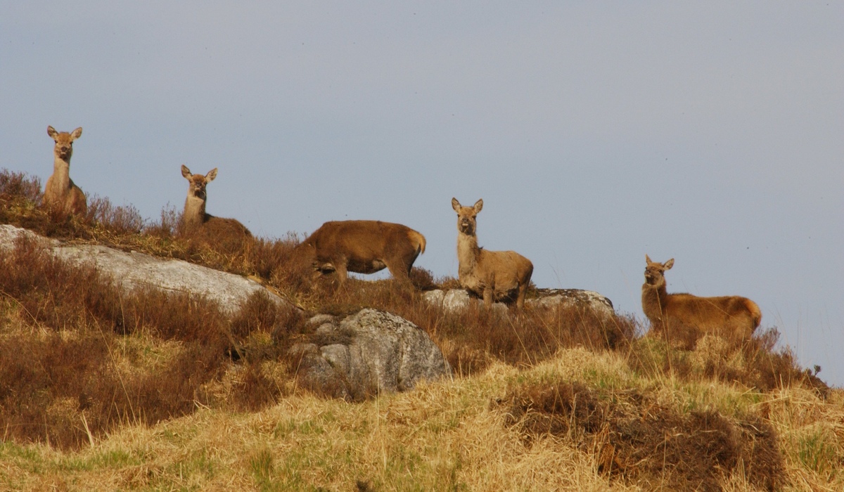 Five red deer on a hillside