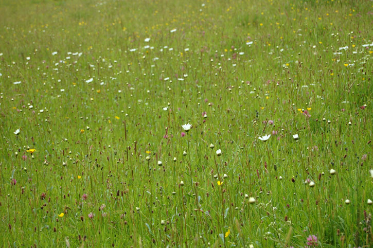 Large area of grassland with different species of wildflower