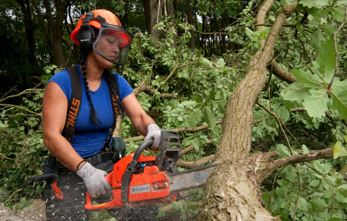 A female forester cutting down a small tree with a chainsaw. 