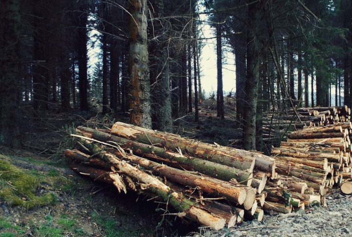 Pile of felled timber next to standing trees