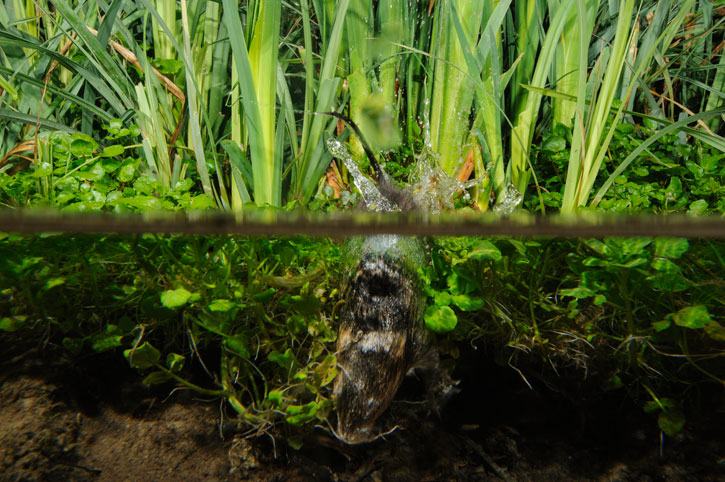 A water vole diving into water