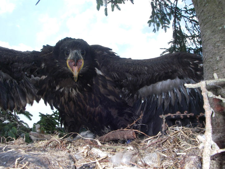 A white-tailed eagle chick