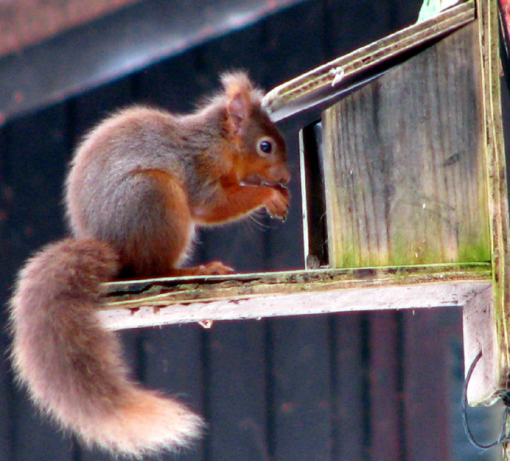 Close up of red squirrel on a wooden platform holding a nut