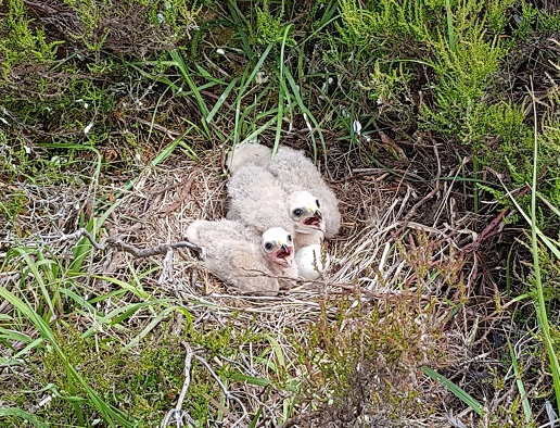 Two young bird of prey chicks in a ground nest