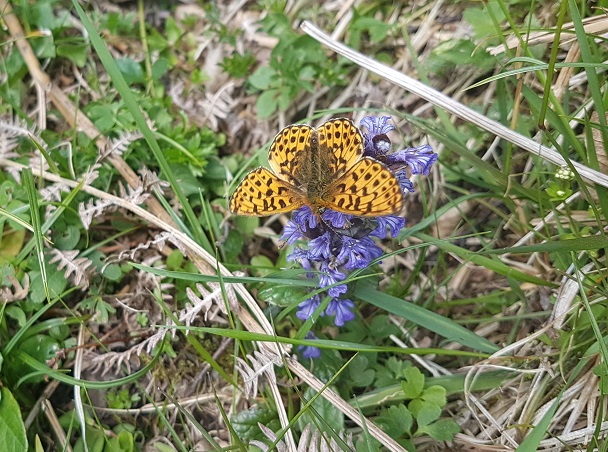 Black and orange butterfly perched on small blue flower