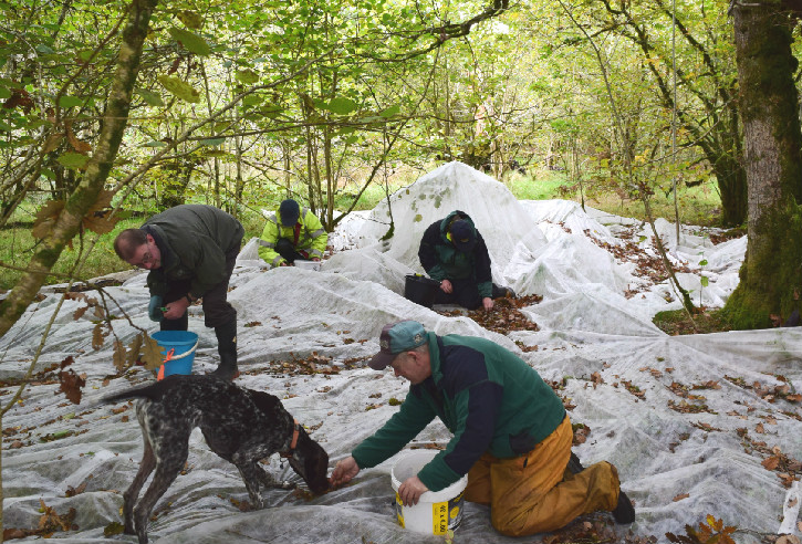 Several people and a dog on the floor of a forest covered in netting, searching for something
