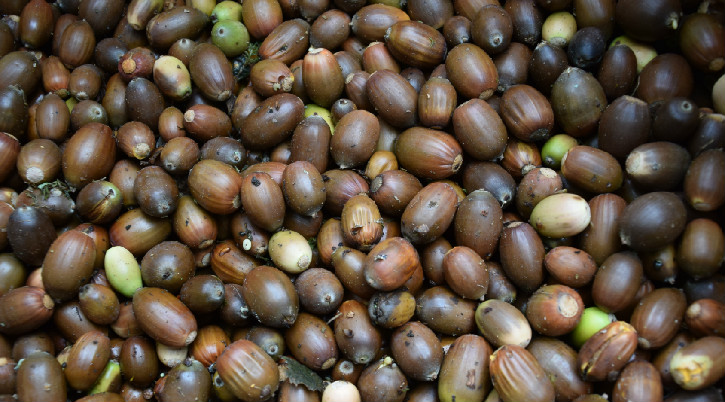 Large pile of brown acorns