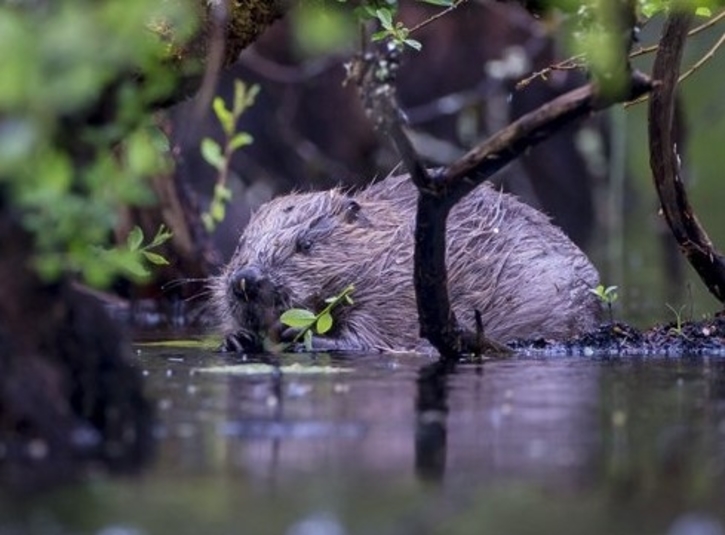 A beaver sits on the river bank with a stick. 