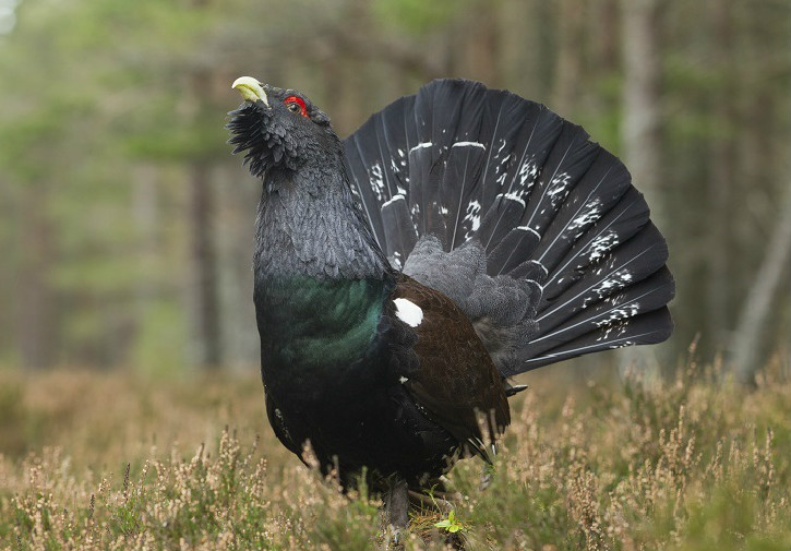 Close up image of black bird with extravagant fan-shaped tail feathers, in a forest clearing