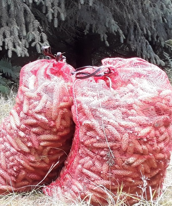 Red netted sacks containing pine cones sitting on the ground before some conferous trees