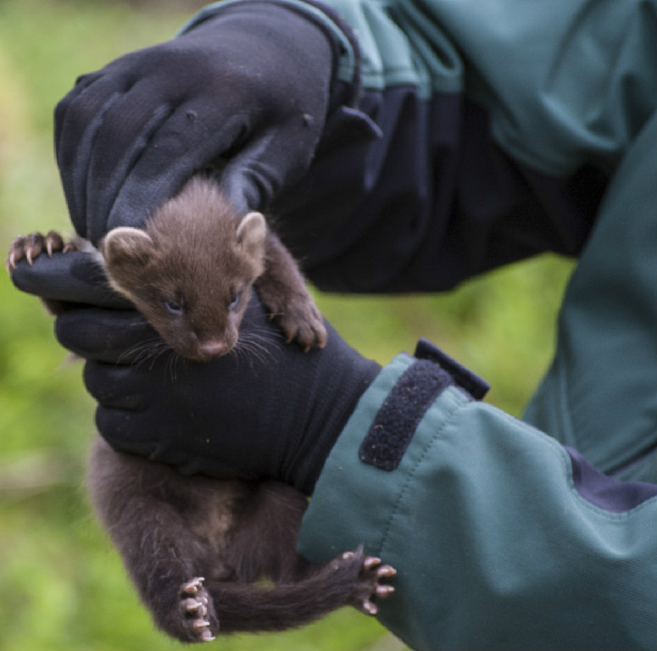Close up of small pine marten being held by adult wearing black gloves
