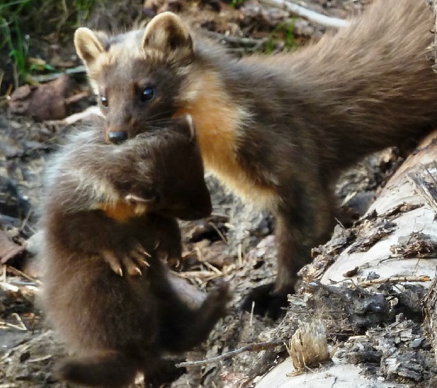 Close up of small brown-furred animal (Pine Marten) holding a pup in it's mouth