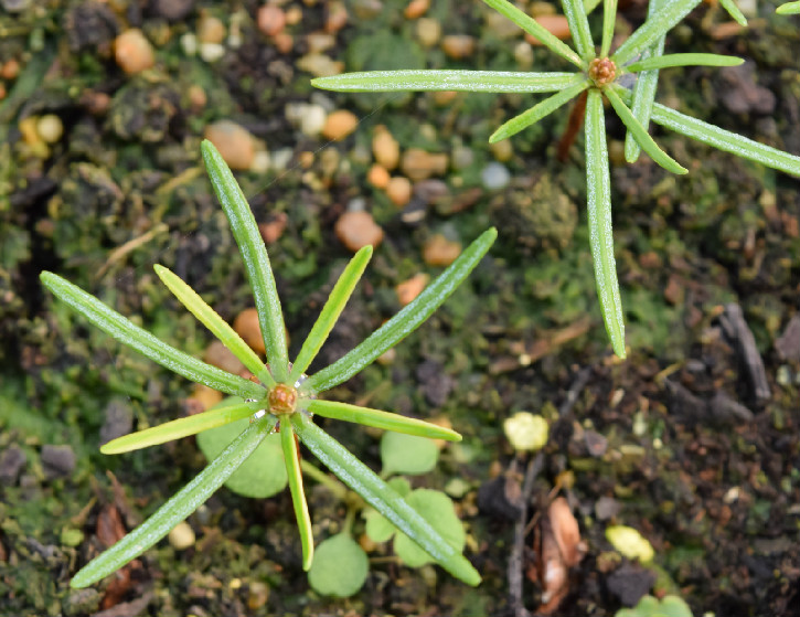Close up of two small plants with long, thin green leaves