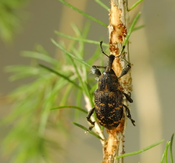 large pine beetle