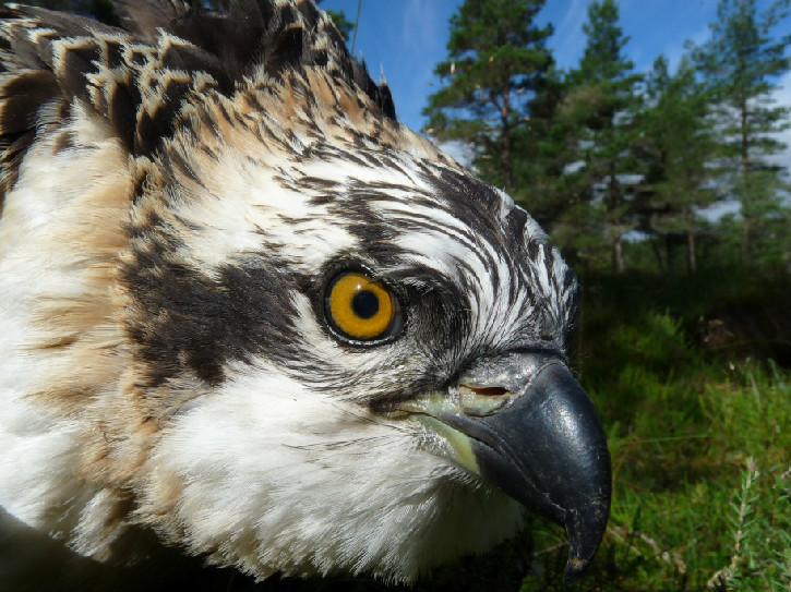 Extreme close up of young bird of prey showing beak and yellow eye, with forest behind