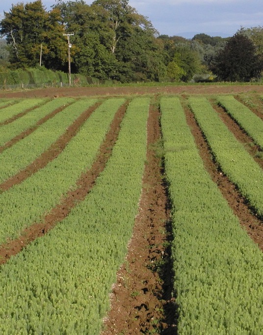 Rows in a field alternating between rich green leaves and brown earth