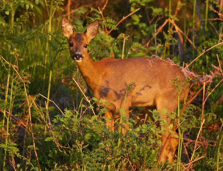 A brown roe deer standing in a grassy thicket looking at camera