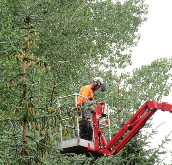 Man in helmet on a mechanical aerial platform next to a green tree canopy