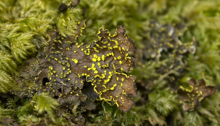 Close up of moss and yellow veined lichen on forest floor