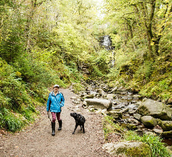 Woman and dog walking on forest road surrounded by tall trees with bright green leaves
