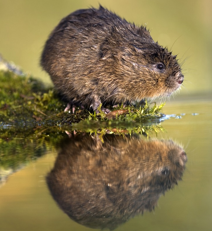 Watervole standing on a mossy bank with it's reflection on the calm water. 